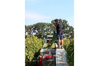 vino